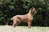 CANE CORSO 069